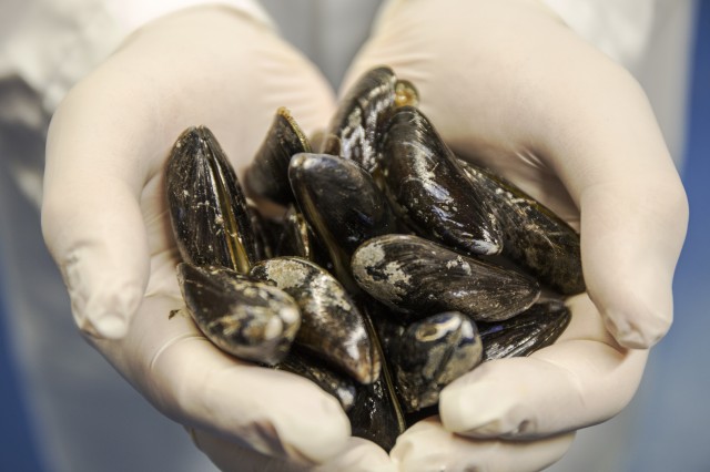 Miesmuscheln